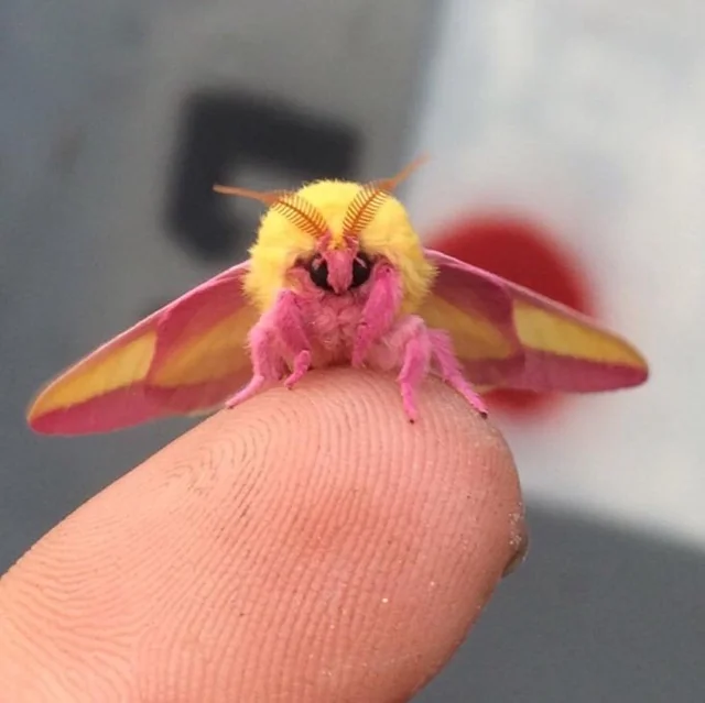 picture of a rosy maple moth stolen from the internet